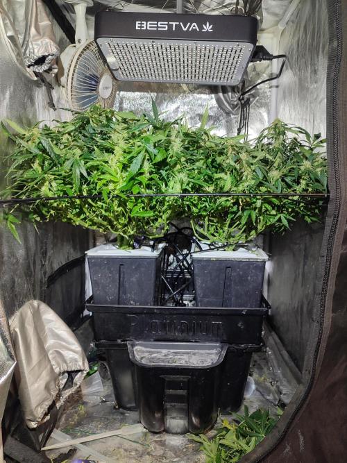 Hydro Aero French Eternity Grow Cup 2026. Week 10 - Jour 64