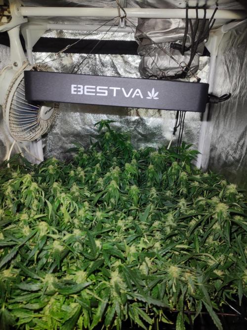 Hydro Aero French Eternity Grow Cup 2026. Week 10 - Jour 64