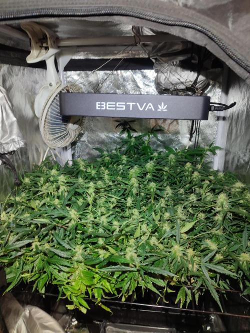 Hydro Aero French Eternity Grow Cup 2026. Week 11