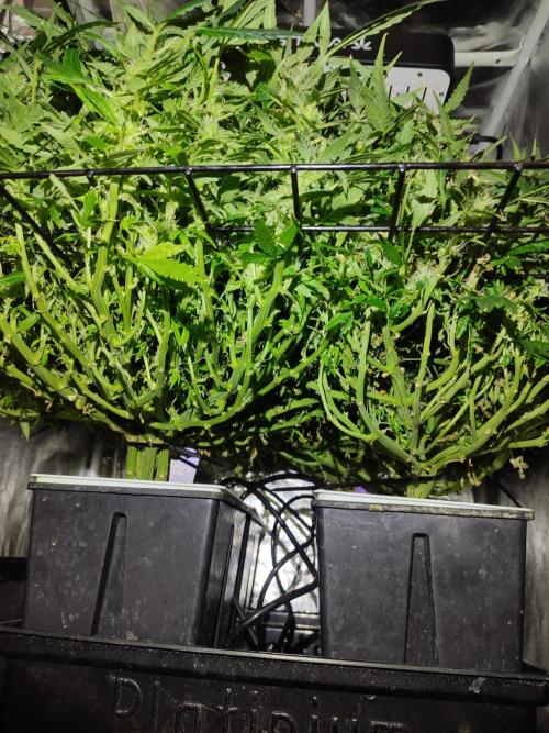 Hydro Aero French Eternity Grow Cup 2026. Week 11