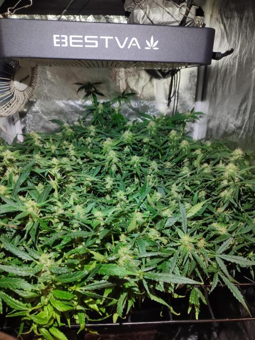 Hydro Aero French Eternity Grow Cup 2026. Week 11
