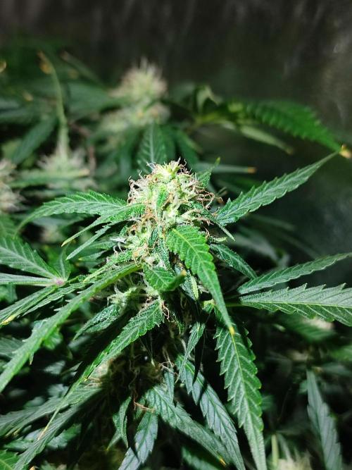 Hydro Aero French Eternity Grow Cup 2026. Week 11