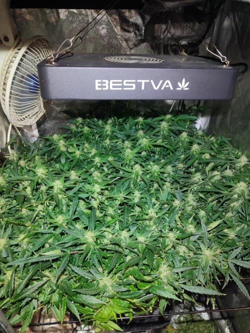 Hydro Aero French Eternity Grow Cup 2026. Week 11