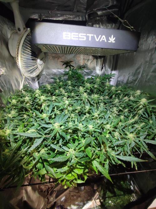 Hydro Aero French Eternity Grow Cup 2026. Week 11