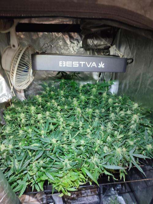 Hydro Aero French Eternity Grow Cup 2026. Week 11
