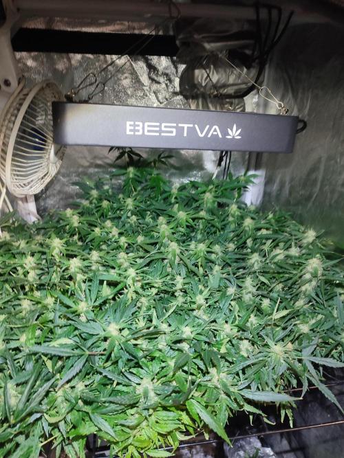 Hydro Aero French Eternity Grow Cup 2026. Week 11
