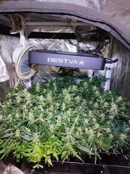 Hydro Aero French Eternity Grow Cup 2026. Week 12