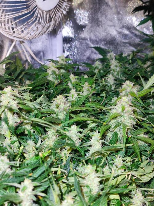 Hydro Aero French Eternity Grow Cup 2026. Week 12