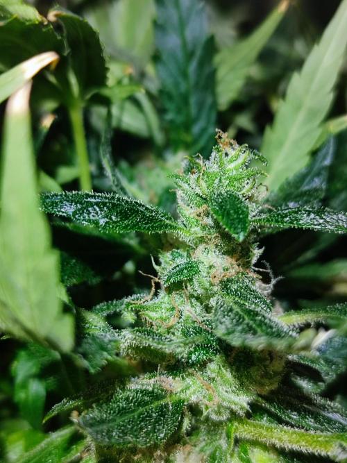 Hydro Aero French Eternity Grow Cup 2026. Week 12