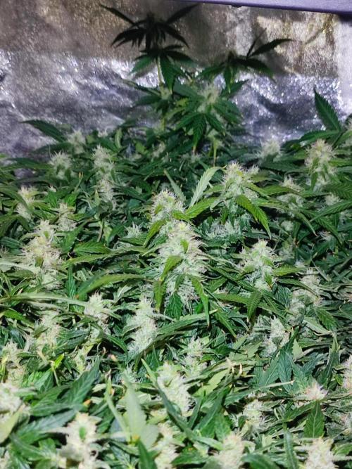 Hydro Aero French Eternity Grow Cup 2026. Week 12