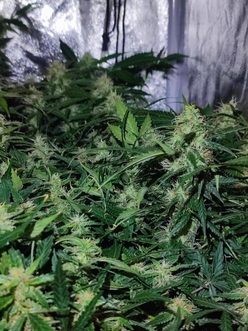 Hydro Aero French Eternity Grow Cup 2026. Week 12