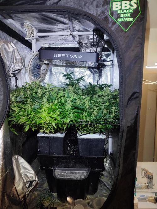 Hydro Aero French Eternity Grow Cup 2026. Week 12