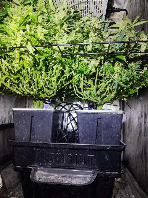 Hydro Aero French Eternity Grow Cup 2026. Week 12