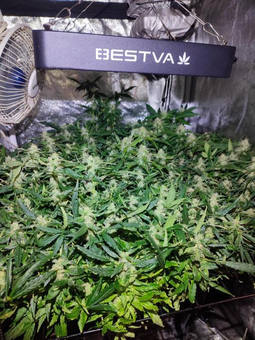 Hydro Aero French Eternity Grow Cup 2026. Week 12