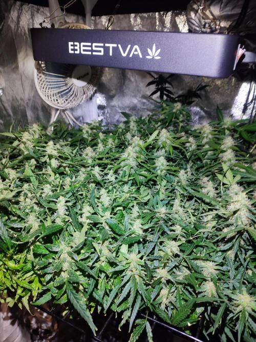 Hydro Aero French Eternity Grow Cup 2026. Week 12