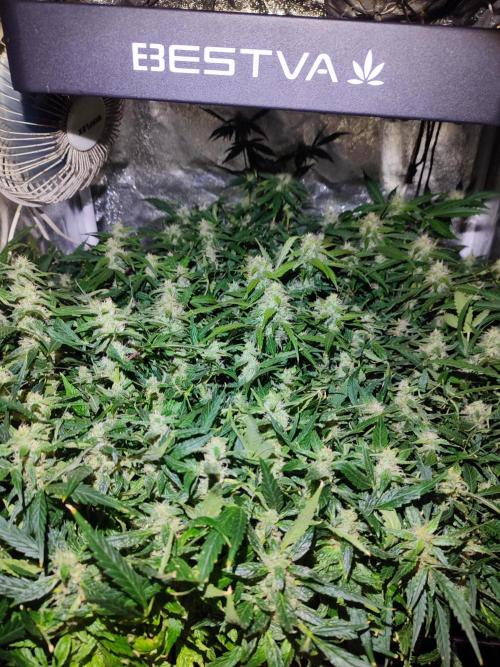 Hydro Aero French Eternity Grow Cup 2026. Week 12