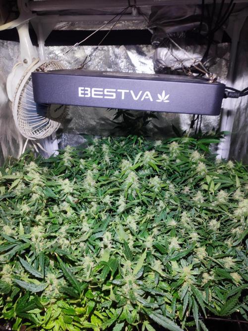 Hydro Aero French Eternity Grow Cup 2026. Week 12