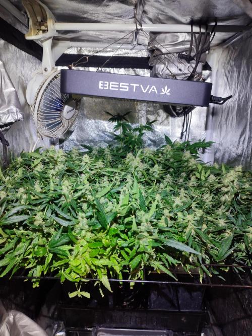 Hydro Aero French Eternity Grow Cup 2026. Week 12
