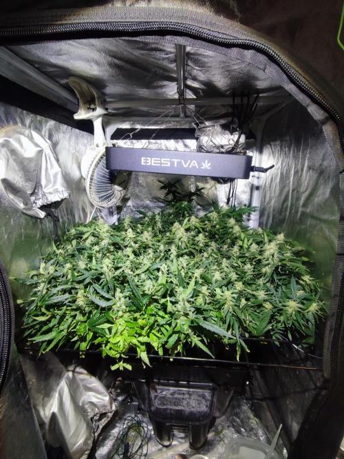 Hydro Aero French Eternity Grow Cup 2026. Week 12