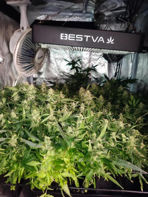 Hydro Aero French Eternity Grow Cup 2026. Week 12