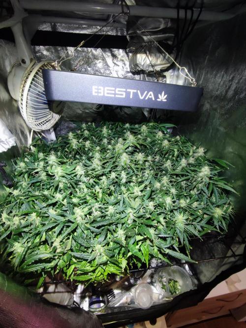 Hydro Aero French Eternity Grow Cup 2026. Week 12