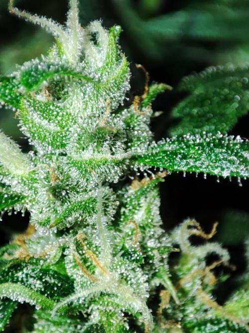 Hydro Aero French Eternity Grow Cup 2026. Week 12