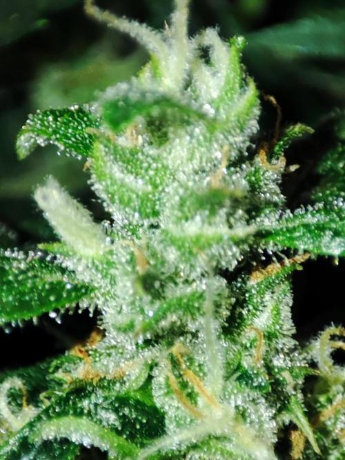 Hydro Aero French Eternity Grow Cup 2026. Week 12
