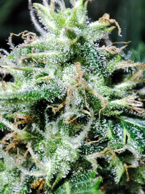 Hydro Aero French Eternity Grow Cup 2026. Week 12