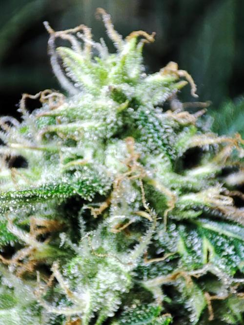 Hydro Aero French Eternity Grow Cup 2026. Week 12
