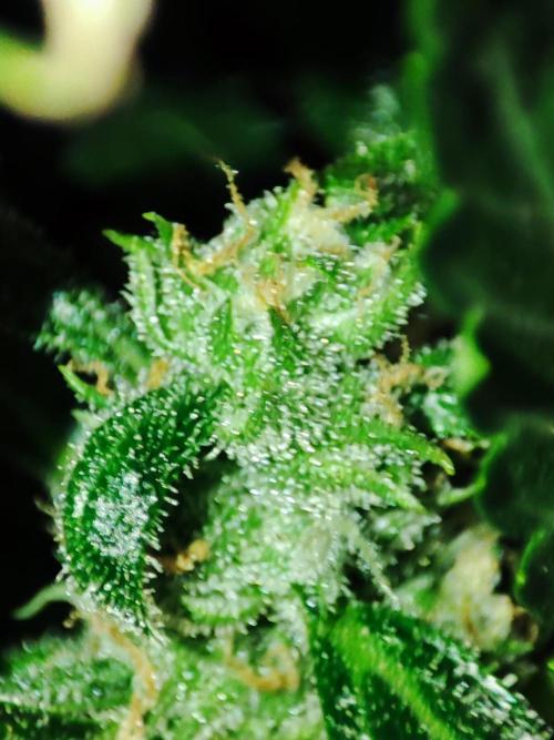 Hydro Aero French Eternity Grow Cup 2026. Week 12
