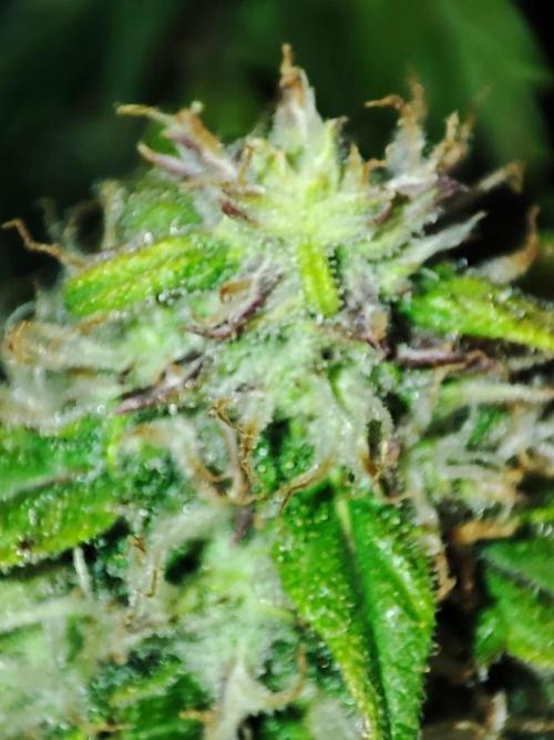 Hydro Aero French Eternity Grow Cup 2026. Week 12