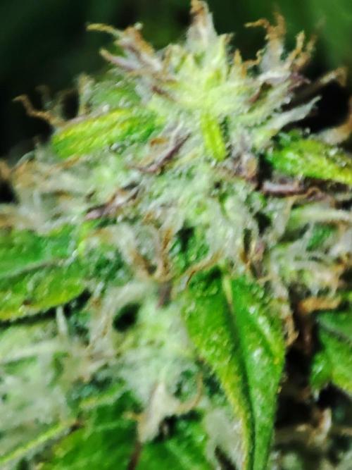 Hydro Aero French Eternity Grow Cup 2026. Week 12