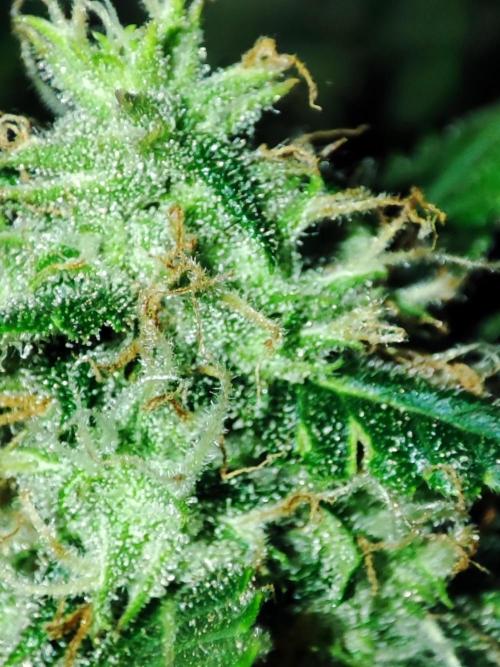 Hydro Aero French Eternity Grow Cup 2026. Week 12