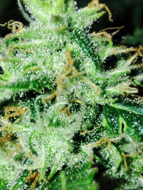 Hydro Aero French Eternity Grow Cup 2026. Week 12