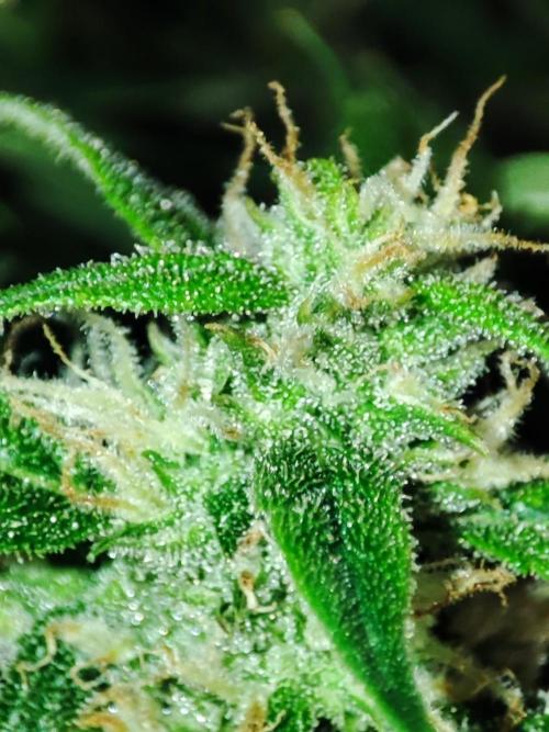 Hydro Aero French Eternity Grow Cup 2026. Week 12