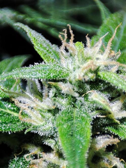 Hydro Aero French Eternity Grow Cup 2026. Week 12