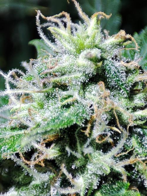 Hydro Aero French Eternity Grow Cup 2026. Week 12
