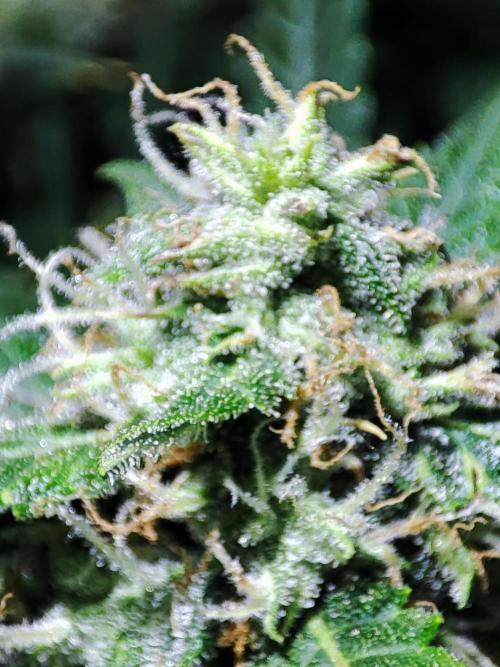 Hydro Aero French Eternity Grow Cup 2026. Week 12