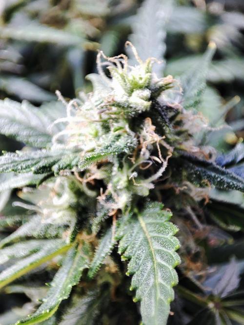 Hydro Aero French Eternity Grow Cup 2026. Week 12