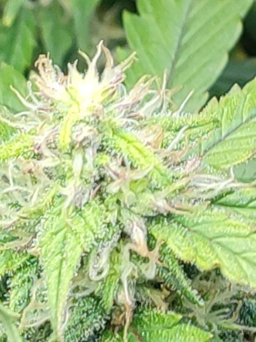 Hydro Aero French Eternity Grow Cup 2026. Week 12