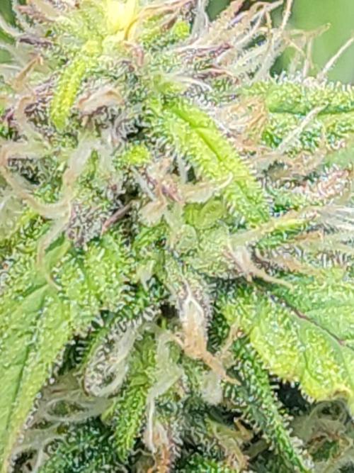 Hydro Aero French Eternity Grow Cup 2026. Week 12