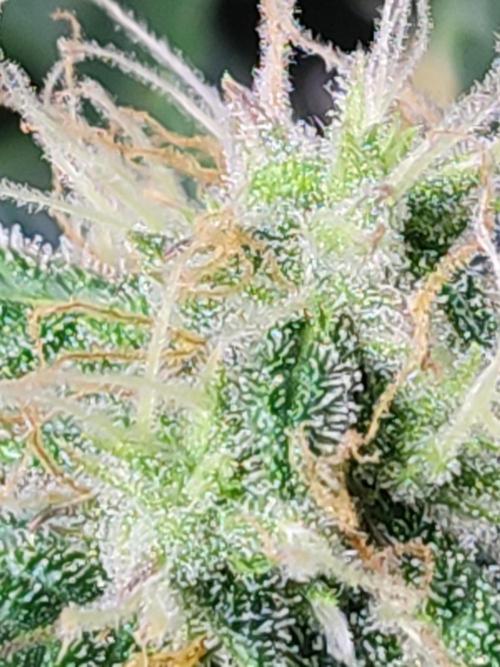 Hydro Aero French Eternity Grow Cup 2026. Week 12