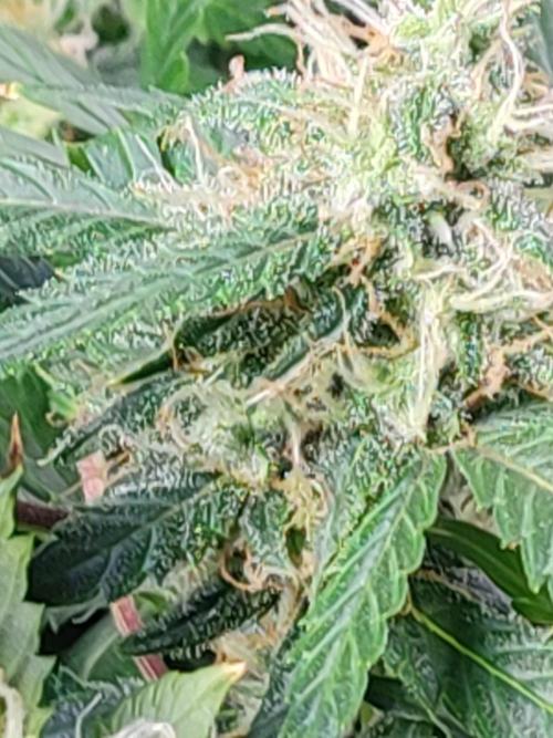 Hydro Aero French Eternity Grow Cup 2026. Week 12
