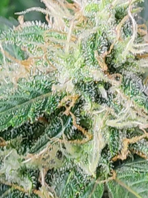 Hydro Aero French Eternity Grow Cup 2026. Week 12