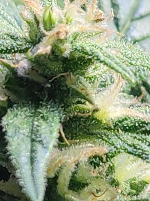 Hydro Aero French Eternity Grow Cup 2026. Week 12