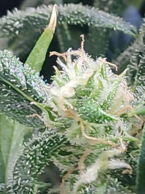 Hydro Aero French Eternity Grow Cup 2026. Week 12