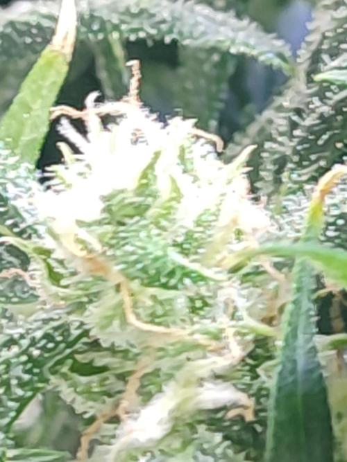Hydro Aero French Eternity Grow Cup 2026. Week 12