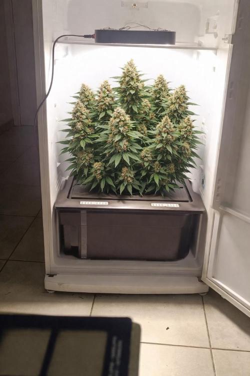 Frosted guava vs Lemon Cherry Gelato. Week 14