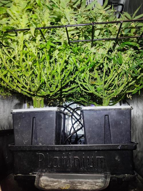 Hydro Aero French Eternity Grow Cup 2026. Week 12