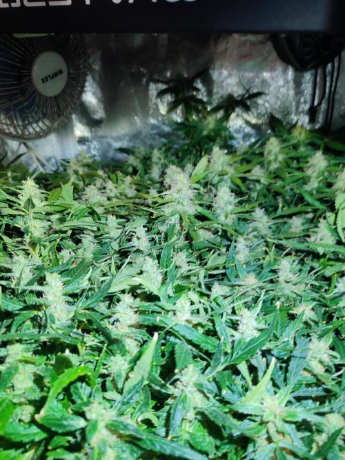 Hydro Aero French Eternity Grow Cup 2026. Week 12